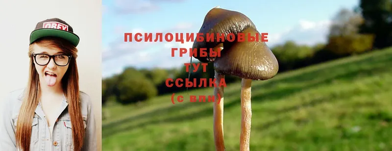 маркетплейс какой сайт  Кореновск  Псилоцибиновые грибы Magic Shrooms 